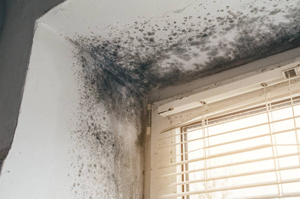 Affordable Hvac And Air Duct Mold Remediation solutions in Bellevue, MI